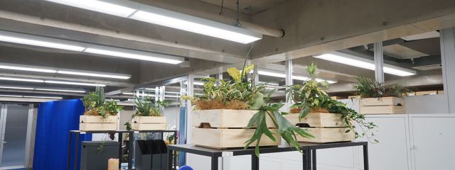 観葉植物がもたらすオフィスへの効果とレンタル観葉植物の良いところ