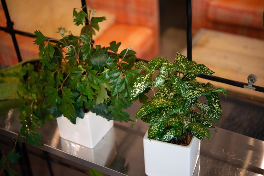 観葉植物の植え替えについて 東京の観葉植物レンタルはkirin Plus キリンプラス