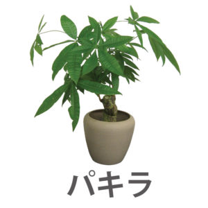 夏の観葉植物の管理方法 東京の観葉植物レンタルはkirin Plus キリンプラス