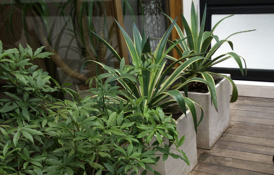 夏の観葉植物の管理方法 東京の観葉植物レンタルはkirin Plus キリンプラス