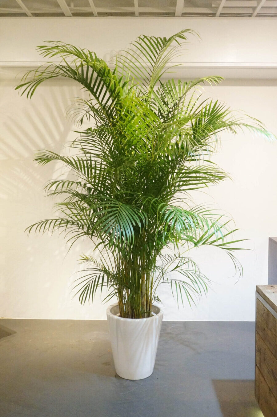 夏に心地よい空間を作る観葉植物 東京の観葉植物レンタルはkirin Plus キリンプラス