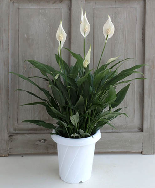 夏に心地よい空間を作る観葉植物 東京の観葉植物レンタルはkirin Plus キリンプラス