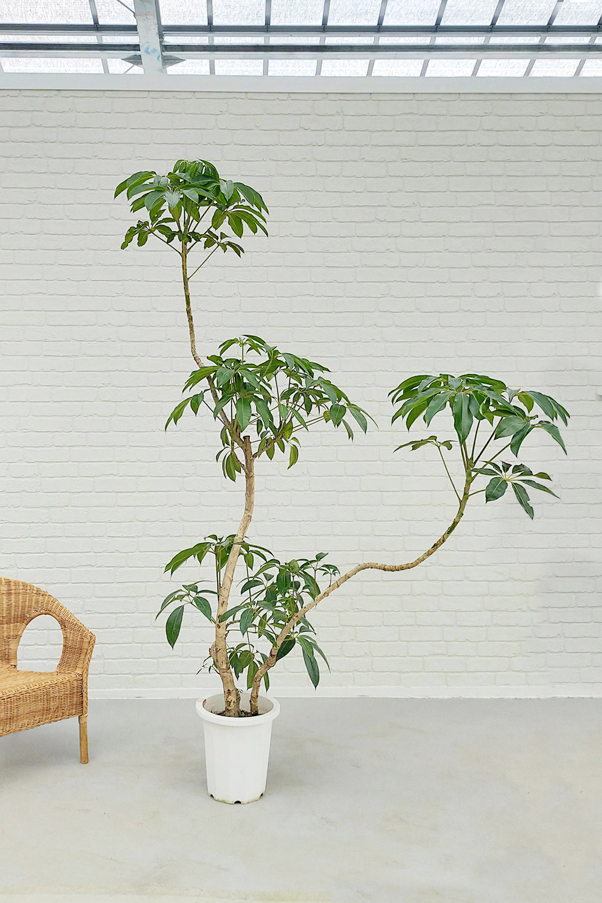 それにより チュピタンサス 大株 A１２ 現物販売 送料無料 観葉植物 南国風 インテリア グリーンプランナー 店 それにより Shineray Com Br