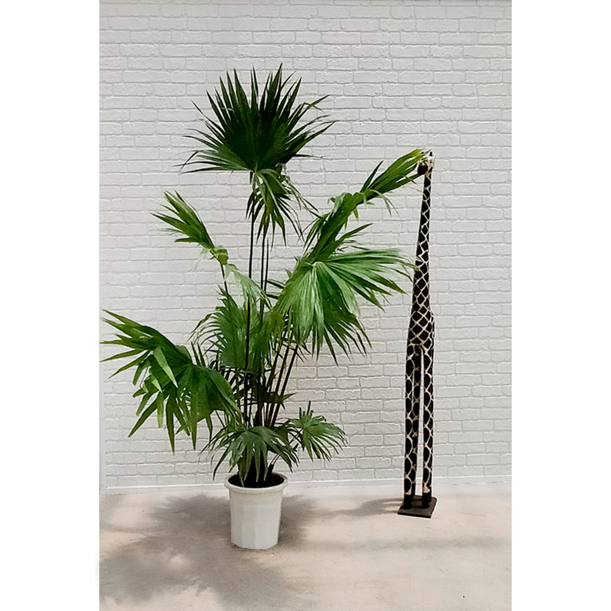 ビロウヤシ BR001」 高さ2.3m | 東京の観葉植物レンタルはKIRIN PLUS 